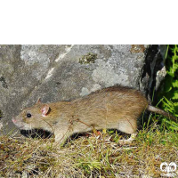 گونه موش قهوه‌ای Brown rat